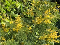2c1f5cea-20190331 Mimoza.jpg
